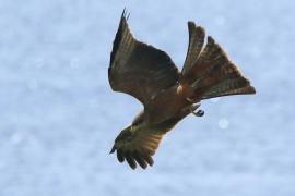 Kania egipska - Milvus migrans aegyptius - Yellow-billed Kite