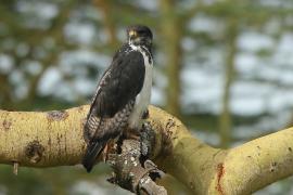 Myszołów białobrzuchy - Buteo augur - Augur Buzzard