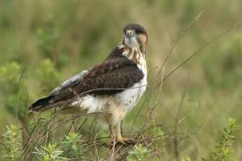 Myszołów białobrzuchy - Buteo augur - Augur Buzzard