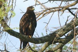 Orzeł stepowy - Aquila nipalensis - Steppe Eagle