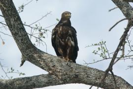 Orzeł stepowy - Aquila nipalensis - Steppe Eagle
