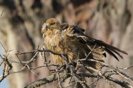 Orzeł sawannowy - Aquila rapax - Tawny Eagle