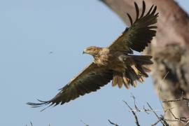 Orzeł sawannowy - Aquila rapax - Tawny Eagle