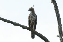Wojownik indyjski - Nisaetus cirrhatus - Changeable Hawk Eagle
