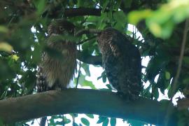 Ketupa bosonoga - Ketupa zeylonensis - Brown Fish Owl
