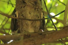Syczek długouchy - Otus bakkamoena - Collared Scops Owl