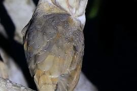Płomykówka - Tyto alba - Common Barn Owl
