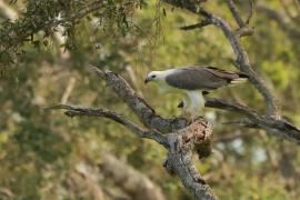 Bielik białobrzuchy - Haliaeetus leucogaster - White-bellied Sea Eagle