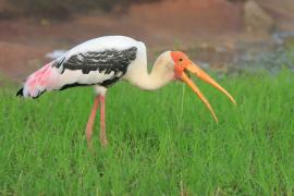 Dławigad indyjski - Mycteria leucocephala - Painted Stork