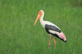 Dławigad indyjski - Mycteria leucocephala - Painted Stork