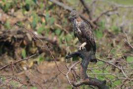 Wojownik indyjski - Nisaetus cirrhatus - Changeable Hawk Eagle