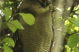 Puszczyk brunatny - Strix leptogrammica - Brown Wood Owl