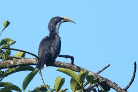 Dzioborożec cejloński - Ocyceros gingalensis - Sri Lanka Grey Hornbill