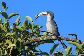 Dzioborożec cejloński - Ocyceros gingalensis - Sri Lanka Grey Hornbill