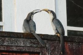 Dzioborożec cejloński - Ocyceros gingalensis - Sri Lanka Grey Hornbill