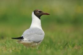 Śmieszka - Chroicocephalus ridibundus - Black-headed Gull