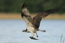 Rybołów - Pandion haliaetus - Osprey