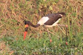 Żabiru afrykański - Ephippiorhynchus senegalensis - Saddle-billed Stork