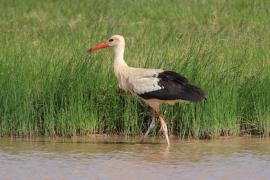 Bocian biały - Ciconia ciconia - White Stork