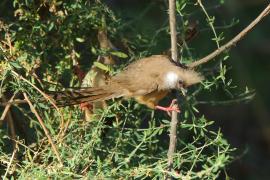 Czepiga rudawa - Colius striatus - Speckled Mousebird