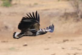 Bielik afrykański - Haliaeetus vocifer - African Fish Eagle