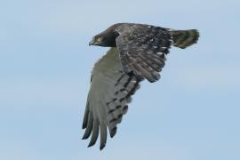 Gadożer białobrzuchy - Circaetus pectoralis - Black-chested Snake Eagle