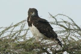 Gadożer białobrzuchy - Circaetus pectoralis - Black-chested Snake Eagle