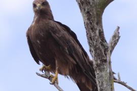 Kania czarna - Milvus migrans - Black Kite