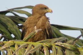 Kania egipska - Milvus migrans aegyptius - Yellow-billed Kite