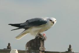 Kaniuk - Elanus caeruleus - Black-winged Kite