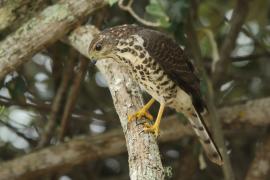 Krogulec trzypręgowy - Accipiter tachiro - African Goshawk