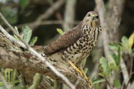 Krogulec trzypręgowy - Accipiter tachiro - African Goshawk