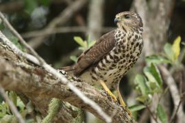 Krogulec trzypręgowy - Accipiter tachiro - African Goshawk