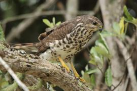 Krogulec trzypręgowy - Accipiter tachiro - African Goshawk