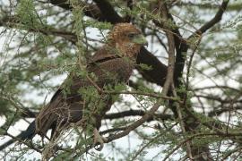 Kuglarz - Terathopius ecaudatus - Bateleur