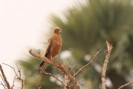 Myszołap rdzawoskrzydły - Butastur rufipennis - Grasshopper Buzzard