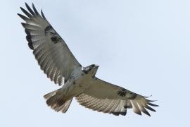 Myszołów białobrzuchy - Buteo augur - Augur Buzzard