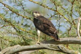 Myszołów białobrzuchy - Buteo augur - Augur Buzzard