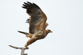 Orzeł sawannowy - Aquila rapax - Tawny Eagle