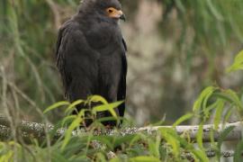 Owadożer palmowy - Polyboroides typus - African Harrier Hawk