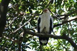 Palmojad - Gypohierax angolensis - Palm-nut Vulture