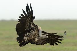 Sęp plamisty - Gyps rueppelli - Rüppell's Vulture