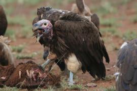 Sęp uszaty - Torgos tracheliotos - Lappet-faced Vulture