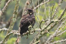 Orlik długoczuby - Lophaetus occipitalis - Long-crested Eagle