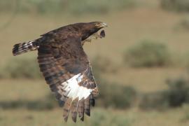 Orlik długoczuby - Lophaetus occipitalis - Long-crested Eagle