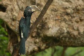 Dzioborożec srebrnolicy - Bycanistes brevis - Silvery-cheeked Hornbill