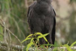 Owadożer palmowy - Polyboroides typus - African Harrier Hawk