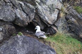 Fulmar - Fulmarus glacialis - Northern Fulmar