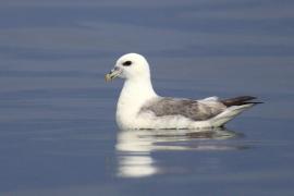 Fulmar - Fulmarus glacialis - Northern Fulmar