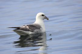 Fulmar - Fulmarus glacialis - Northern Fulmar